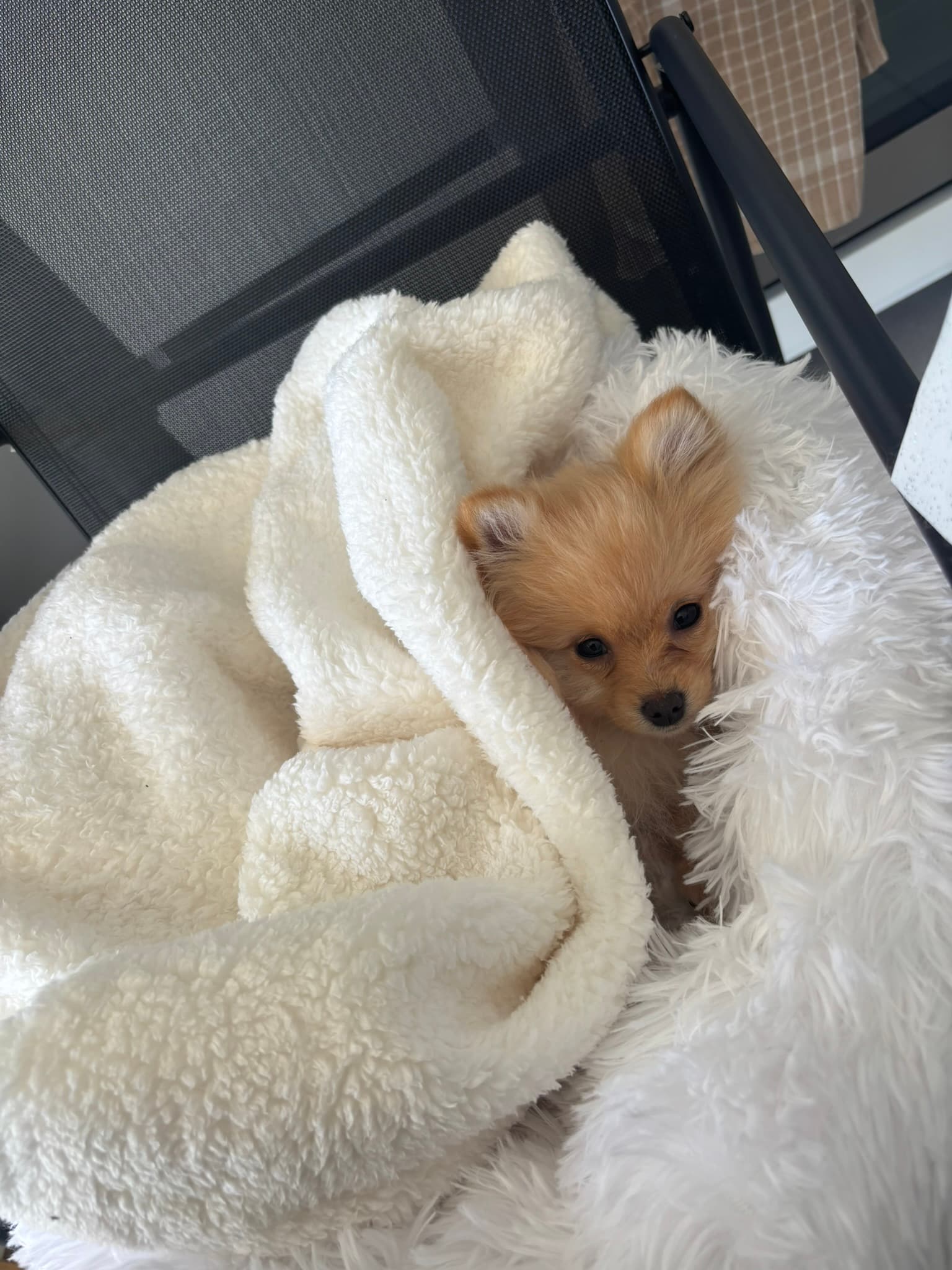 Daysi, Spitz nain fondatrice de Maison Pomeranian à Saint-Tropez